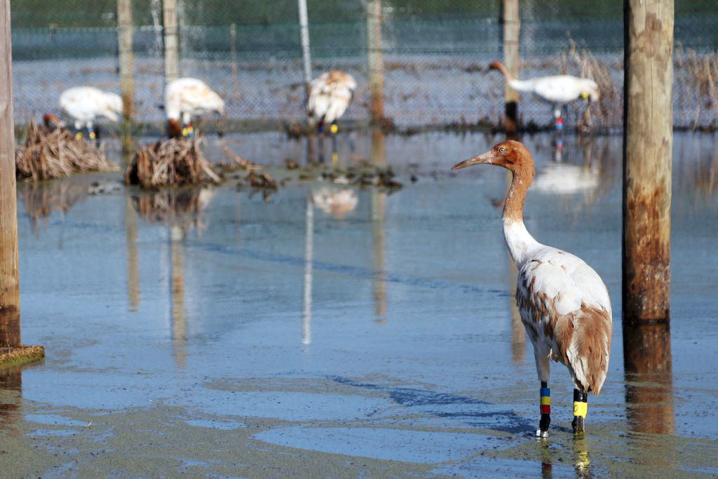 ACA.whoopingcranes70.111617
